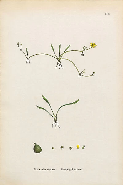 Creeping Spearwort, Ranunculus reptans, Victorian Botanical Illustration, 1863