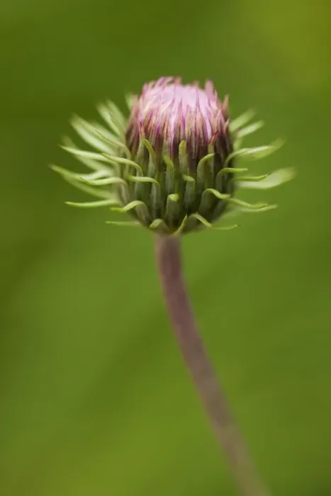 Framed Print : Creeping Thistle -Cirsium arvense- Framed Print : Creeping Thistle -Cirsium arvense-
