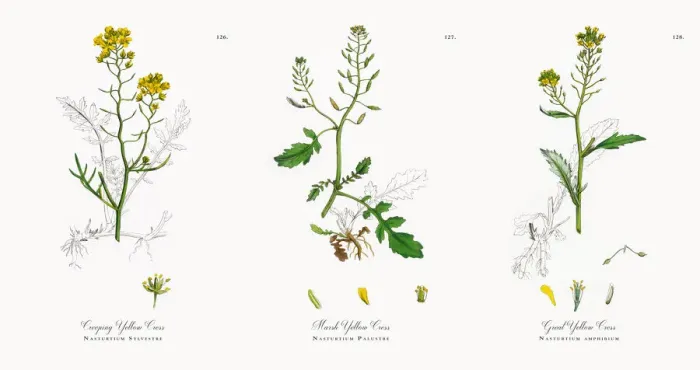 Framed Print : Creeping Yellow Cress, Nasturtium Sylvestre, Victorian Botanical Illustration, 1863 Framed Print : Creeping Yellow Cress, Nasturtium Sylvestre, Victorian Botanical Illustration, 1863