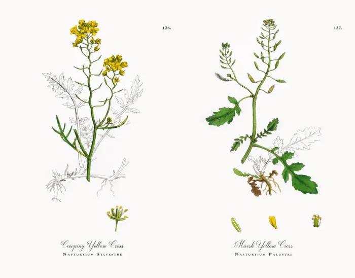 Framed Print : Creeping Yellow Cress, Nasturtium Sylvestre, Victorian Botanical Illustration, 1863 Framed Print : Creeping Yellow Cress, Nasturtium Sylvestre, Victorian Botanical Illustration, 1863