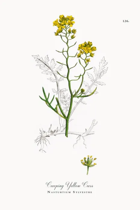 Framed Print : Creeping Yellow Cress, Nasturtium Sylvestre, Victorian Botanical Illustration, 1863 Framed Print : Creeping Yellow Cress, Nasturtium Sylvestre, Victorian Botanical Illustration, 1863