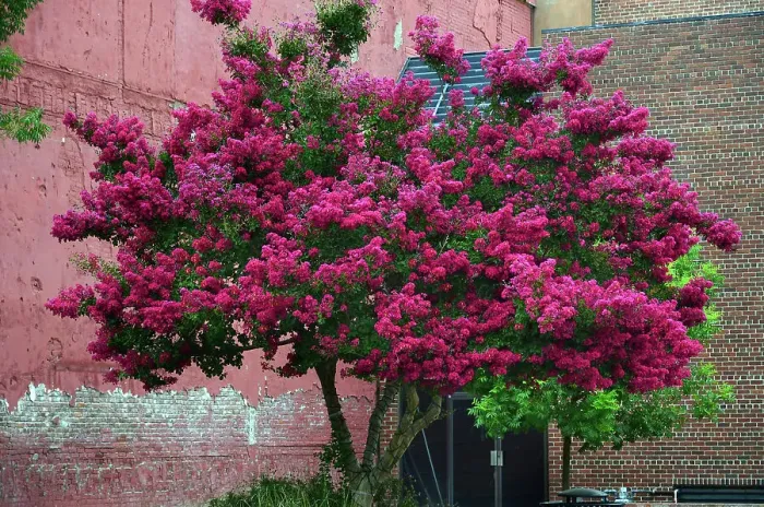 Framed Print : Crepe Myrtle Tree in Bloom Framed Print : Crepe Myrtle Tree in Bloom