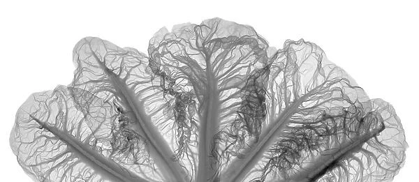 Crest cabbage (Brassica sp. ), X-ray