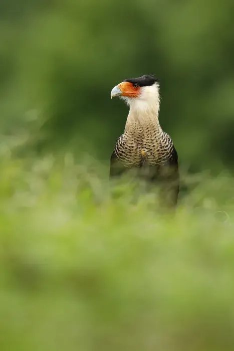 Framed Print : Crested Caracara Framed Print : Crested Caracara