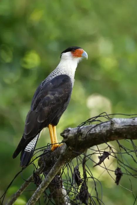 Framed Print : Crested Caracara Framed Print : Crested Caracara