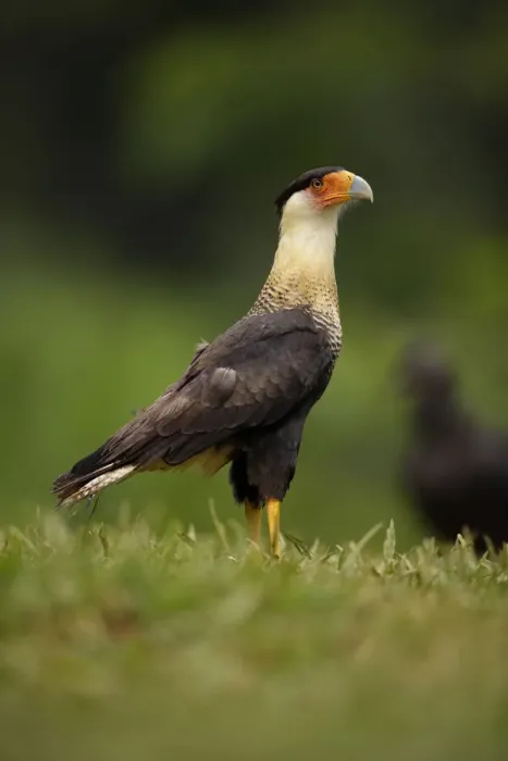 Framed Print : Crested Caracara Framed Print : Crested Caracara