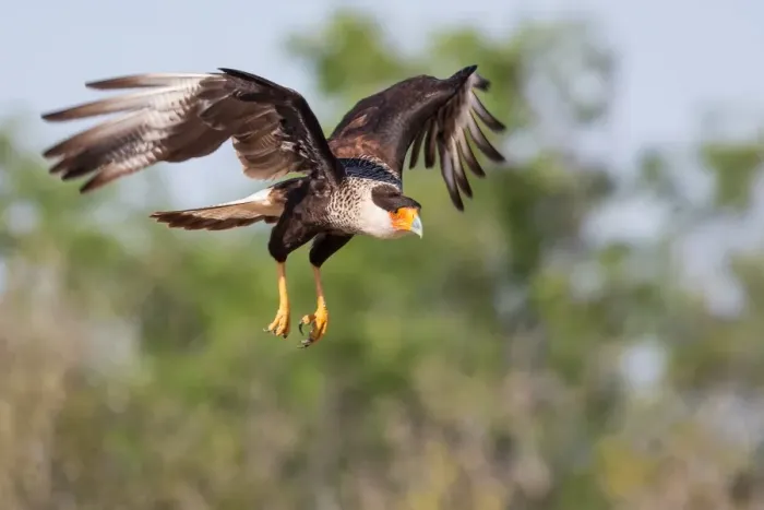 Framed Print : Crested Caracara in Flight Framed Print : Crested Caracara in Flight