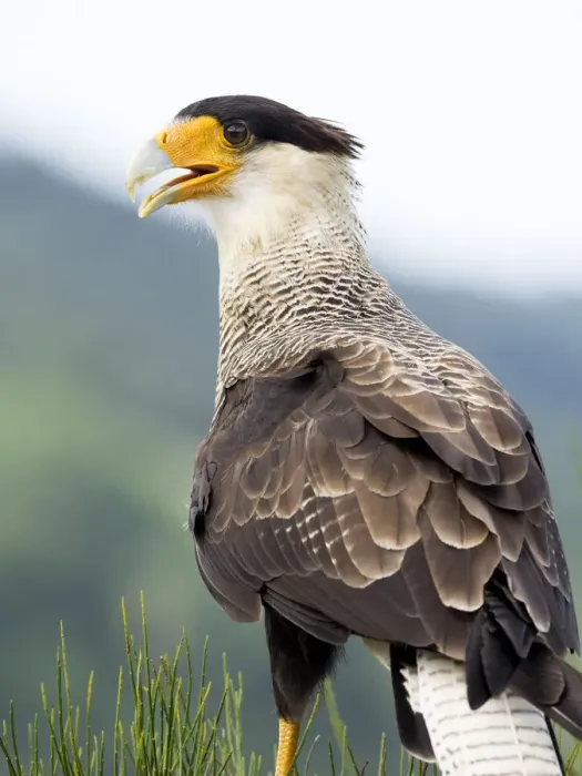 Framed Print : Crested Caracara (Polyborus plancus), portrait with their feathers fluttering in the wind, Pyrenees, France Framed Print : Crested Caracara (Polyborus plancus), portrait with their feathers fluttering in the wind, Pyrenees, France