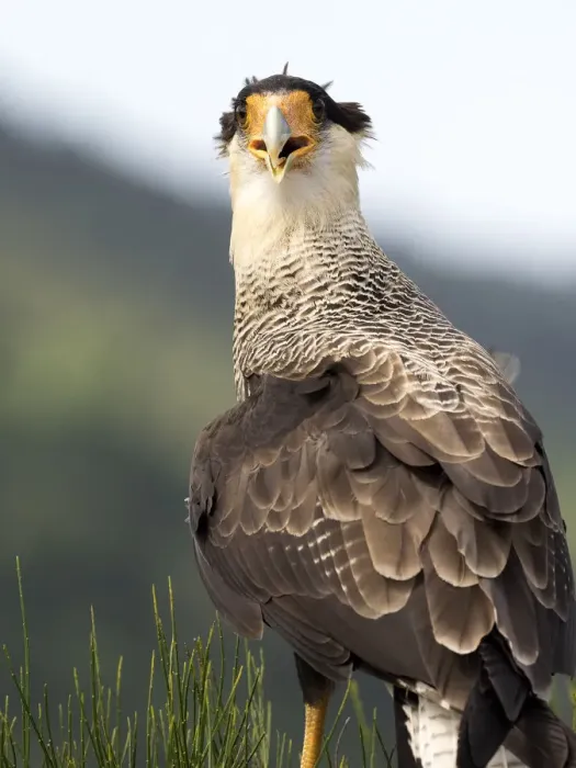 Framed Print : Crested Caracara (Polyborus plancus), put on a rock observing, Pyrenees, France