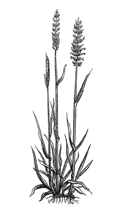 Framed Print : Crested dog s-tail (cynosurus cristatus) Framed Print : Crested dog s-tail (cynosurus cristatus)