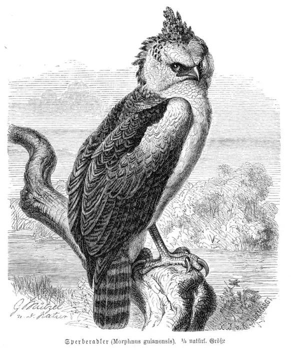 Framed Print : Crested eagle engraving 1892 Framed Print : Crested eagle engraving 1892