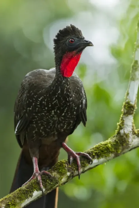 Framed Print : Crested Guan (Penelope purpurascens) Framed Print : Crested Guan (Penelope purpurascens)