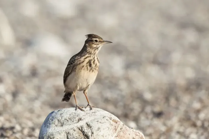 Framed Print : Crested Lark -Galerida cristata-, Cirali, Turkey, Asia Minor Framed Print : Crested Lark -Galerida cristata-, Cirali, Turkey, Asia Minor