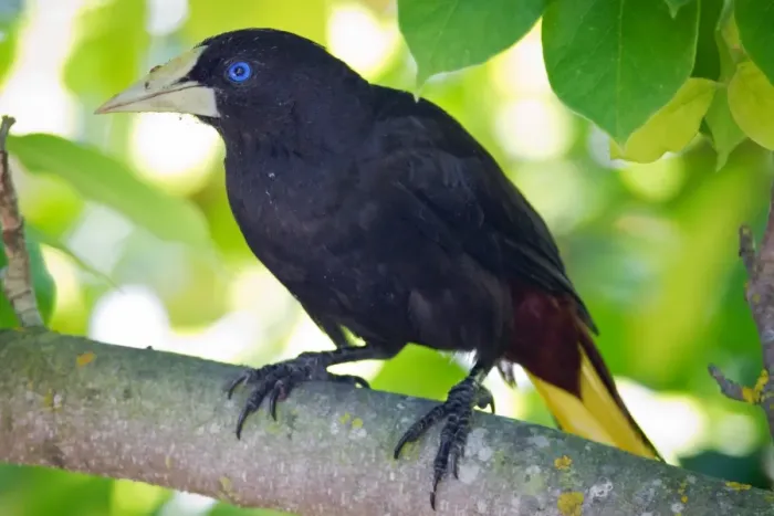 Framed Print : Crested Oropendola
