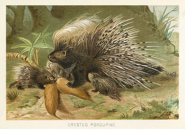 Crested porcupine chromolithograph 1896