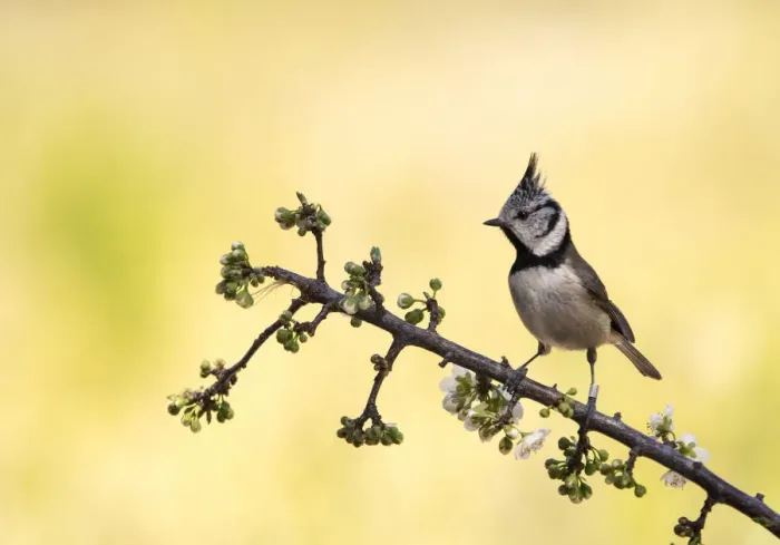 Framed Print : Crested Tit, bird of the species (Lophophanes cristatus ), of the family Paridae, perched on a branch with flower buds Framed Print : Crested Tit, bird of the species (Lophophanes cristatus ), of the family Paridae, perched on a branch with flower buds