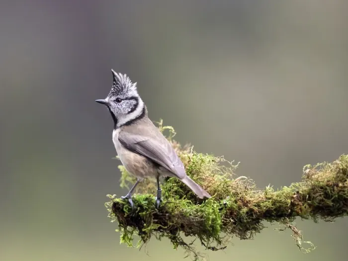 Framed Print : Crested Tit (Lophophanes cristatus), standing on a branch of tree with lichens. Spain, Europe Framed Print : Crested Tit (Lophophanes cristatus), standing on a branch of tree with lichens. Spain, Europe