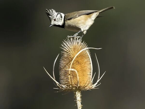 Crested Tit (Lophophanes cristatus), standing on dried thistle on field. Spain, Europe