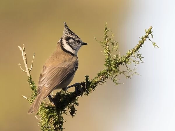 Crested Tit (Lophophanes cristatus), standing on a branch of tree with lichens. Spain, Europe