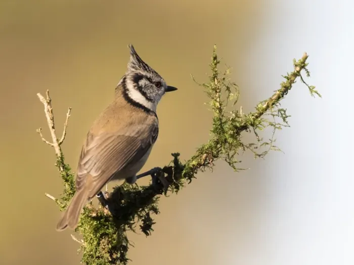 Framed Print : Crested Tit (Lophophanes cristatus), standing on a branch of tree with lichens. Spain, Europe Framed Print : Crested Tit (Lophophanes cristatus), standing on a branch of tree with lichens. Spain, Europe