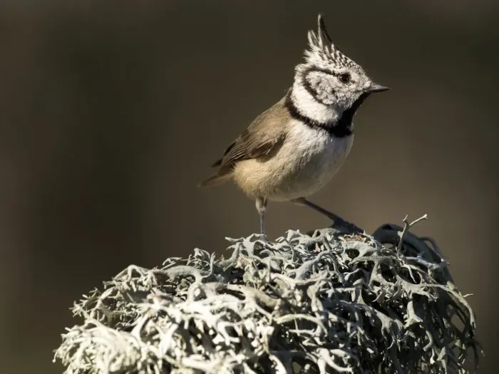 Framed Print : Crested Tit (Lophophanes cristatus), standing on a branch of tree with lichens. Spain, Europe Framed Print : Crested Tit (Lophophanes cristatus), standing on a branch of tree with lichens. Spain, Europe