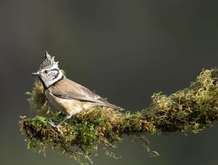 Framed Print : Crested Tit (Lophophanes cristatus), standing on a branch of tree with lichens. Spain, Europe Framed Print : Crested Tit (Lophophanes cristatus), standing on a branch of tree with lichens. Spain, Europe