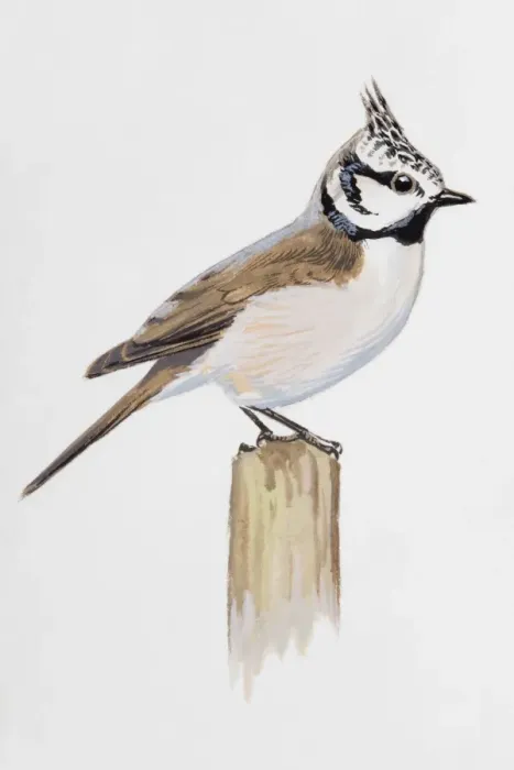 Framed Print : Crested tit (Lophophanes cristatus), perching on a post, side view Framed Print : Crested tit (Lophophanes cristatus), perching on a post, side view