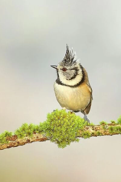 Crested Tit (Lophophanes cristatus), on a branch covered with moss, with light background, Siegerland, North Rhine-Westphalia, Germany