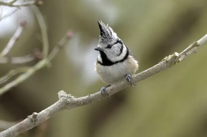 Framed Print : Crested Tit -Parus cristatus- Framed Print : Crested Tit -Parus cristatus-
