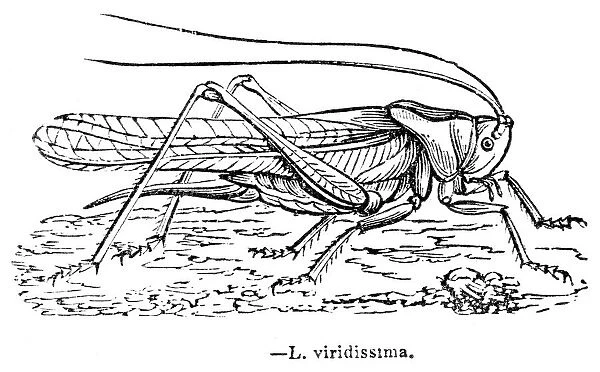 Cricket engraving 1893
