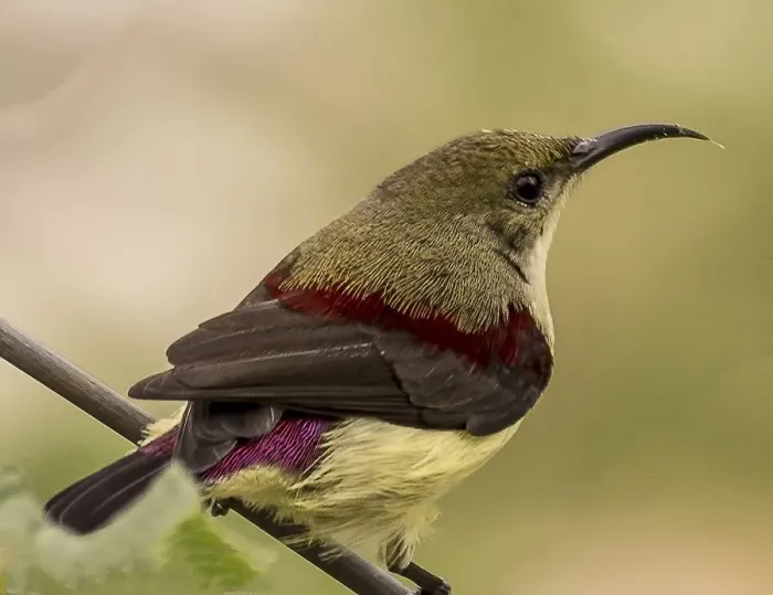 Framed Print : Crimson Backed Sunbird or Small Sunbird Framed Print : Crimson Backed Sunbird or Small Sunbird