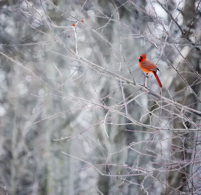 Framed Print : Crimson cardinal bird Framed Print : Crimson cardinal bird
