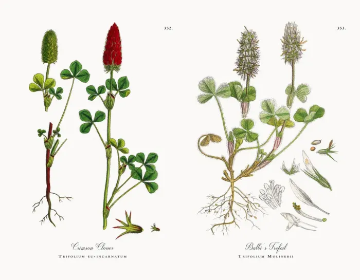 Framed Print : Crimson Clover, Trifolium eu-incarnatum, Victorian Botanical Illustration, 1863 Framed Print : Crimson Clover, Trifolium eu-incarnatum, Victorian Botanical Illustration, 1863