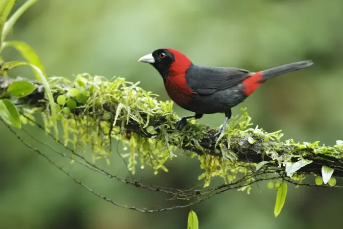 Framed Print : Crimson-collared Tanager