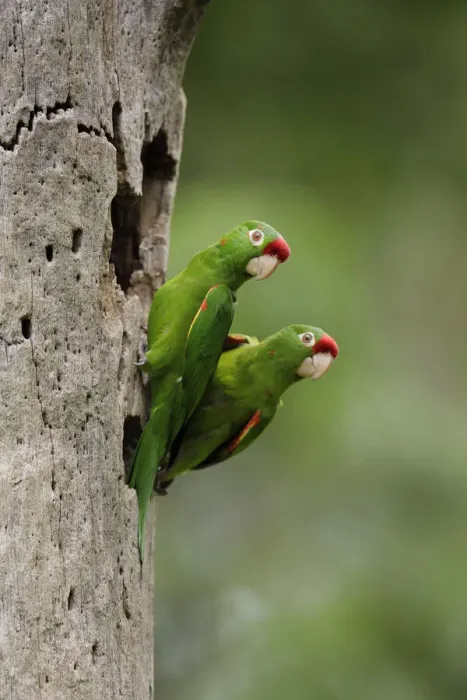 Framed Print : Crimson-fronted Parakeet Framed Print : Crimson-fronted Parakeet