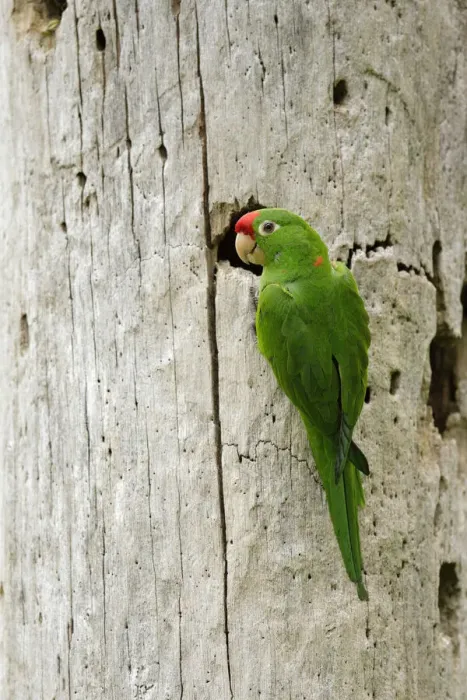 Framed Print : Crimson-fronted Parakeet Framed Print : Crimson-fronted Parakeet