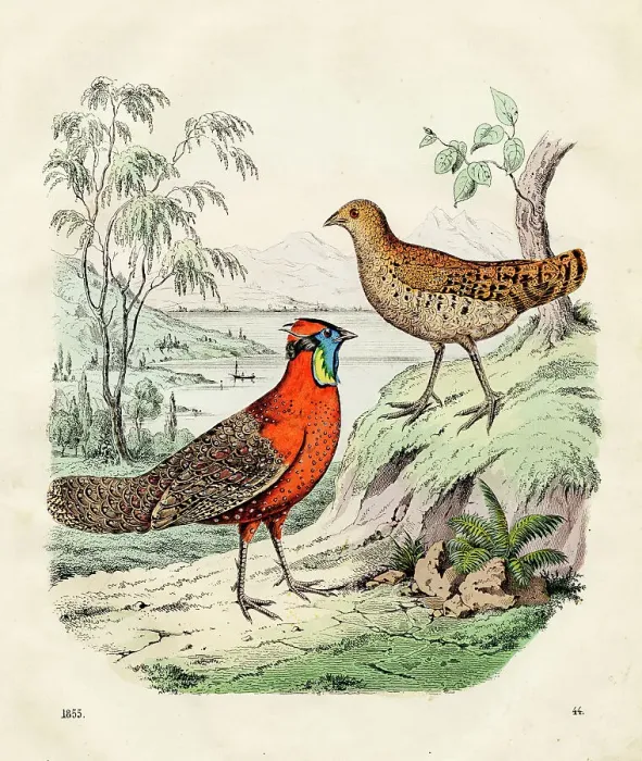 Framed Print : The crimson horned pheasant color plate illustration 1855
