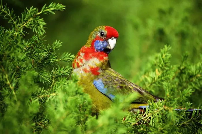 Framed Print : Crimson rosella (Platycercus elegans) Framed Print : Crimson rosella (Platycercus elegans)