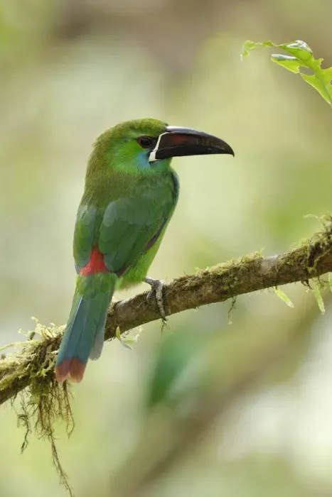 Framed Print : Crimson-rumped Toucanet (Aulacorhynchus haematopygus)