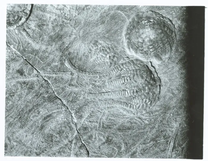 Framed Print : Crinoid Fossil Framed Print : Crinoid Fossil