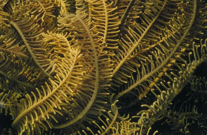 Framed Print : Crinoid Tendrils Framed Print : Crinoid Tendrils