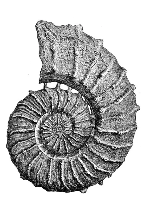 Framed Print : Crioceras roemeri fossil Framed Print : Crioceras roemeri fossil