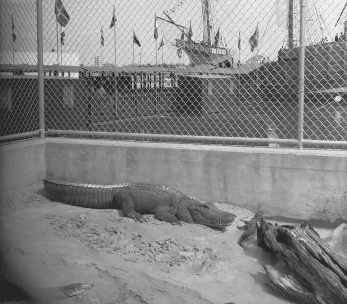 Framed Print : Crocodile in cage, (B&W), elevated view