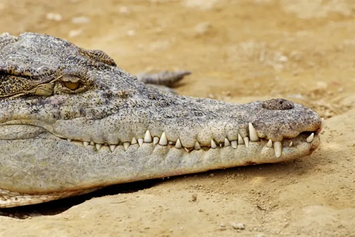 Framed Print : Crocodile (Crocodylus Sp), South-East Asia Framed Print : Crocodile (Crocodylus Sp), South-East Asia