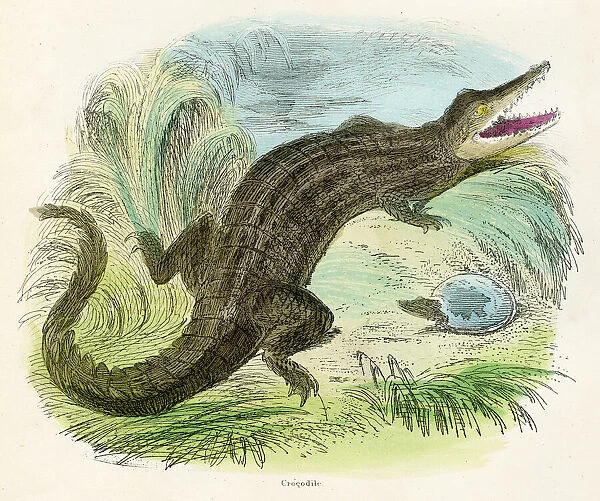 Crocodile engraving 1893