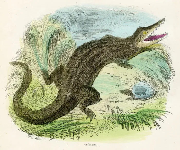 Framed Print : Crocodile engraving 1893 Framed Print : Crocodile engraving 1893