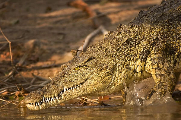 Crocodile, Kafue National Park, Zambia