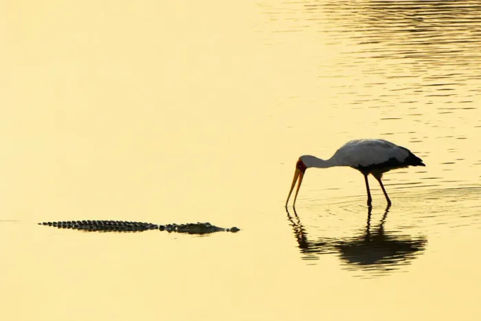 Framed Print : Crocodile & Yellow-billed Stork, South Luangwa NP