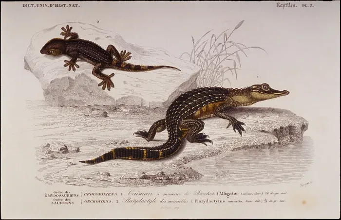 Framed Print : Crocodiles
