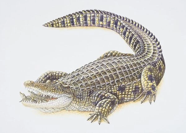 Crocodlyus niloticus, Nile Crocodile carrying its offspring in its mouth